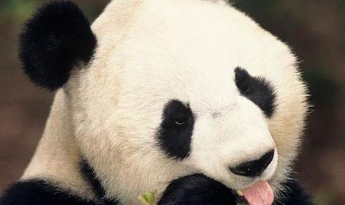 网红熊猫是哪个国家的,揭秘国宝熊猫的跨国魅力
