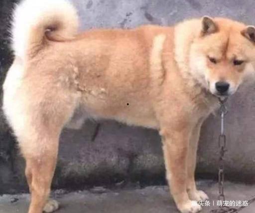 土狗吃瓜战,一场关于网络热点的趣味较量