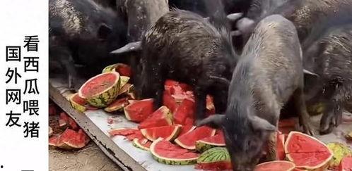 吃瓜博主西安,揭秘网红博主吃瓜背后的故事