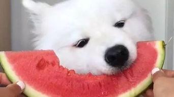 吃瓜萨摩耶视频,萌态十足，网友直呼“太可爱了！”