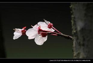 独自芬芳头条号,揭秘个人成长与心灵绽放的奥秘