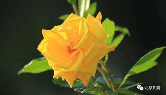 微笑月季上头条,荣登头条焦点