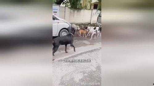 吃瓜小黑狗,揭秘宠物界的“网红”传奇