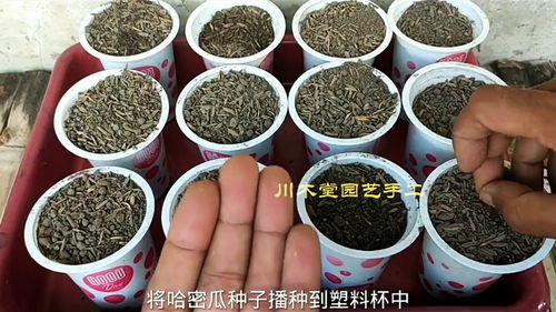 梦见自已摘瓜吃,揭秘摘瓜吃瓜的神秘寓意