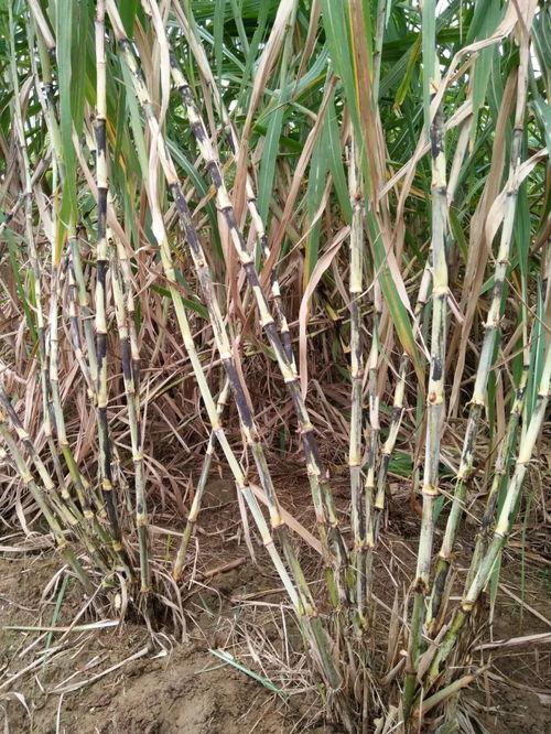 茅瓜根系怎么吃最好,营养丰富的食用新选择