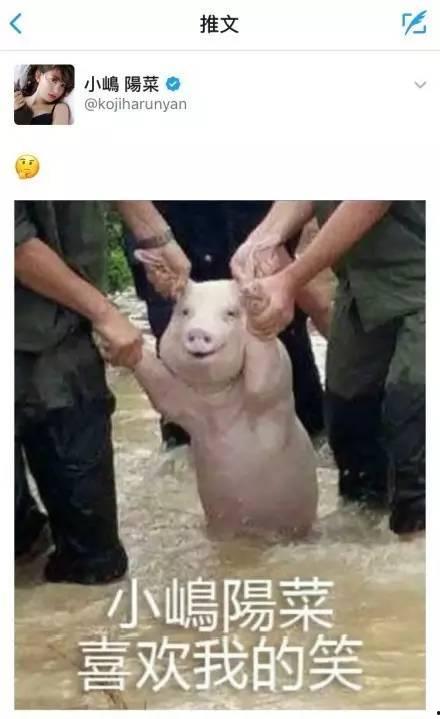 猪都在吃瓜,猪儿们欢乐吃瓜现场