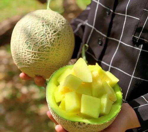 芯片圈吃瓜,揭秘行业“吃瓜”背后的真相与内幕