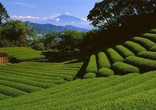 武汉茶园新闻头条号,探寻武汉茶文化的绿色秘境