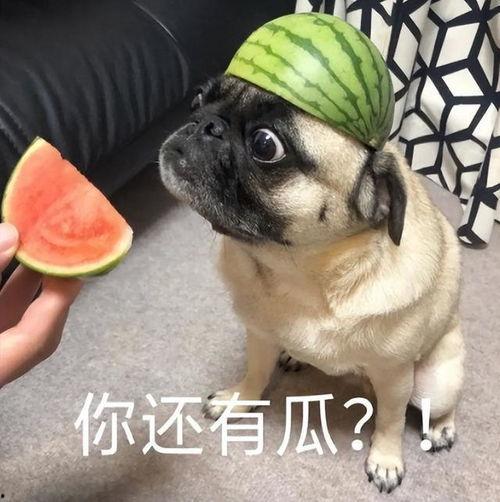 苹果手机吃瓜表情,吃瓜群众必备神器