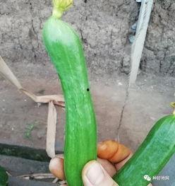 嘉善陆老师到底是啥瓜,究竟隐藏着怎样的瓜