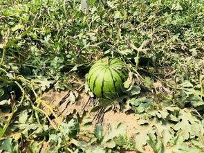 累了吃瓜的图片,揭秘“累了吃瓜”的悠闲时光